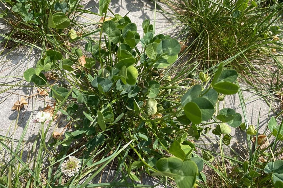 Microklaver in combinatie met het 'MaaiMinder-mengsel', ingezet bij klimaatadaptief parkeren (Beeld via: DSV zaden) Microklaver in combinatie met het 'MaaiMinder-mengsel', ingezet bij klimaatadaptief parkeren (Beeld via: DSV zaden)