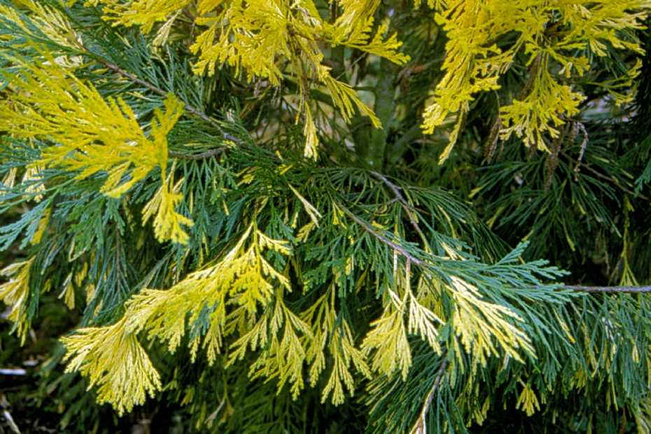 <i>Calocedrus decurrens</i> 'Aureovariegata' <i>Calocedrus decurrens</i> 'Aureovariegata'
