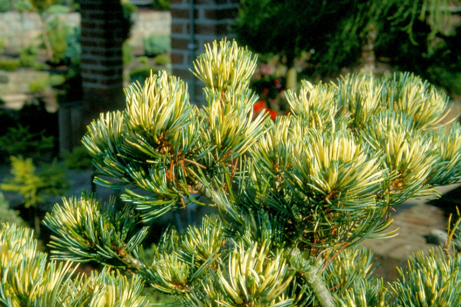 <i>Pinus parviflora</i> 'Fukai' <i>Pinus parviflora</i> 'Fukai'