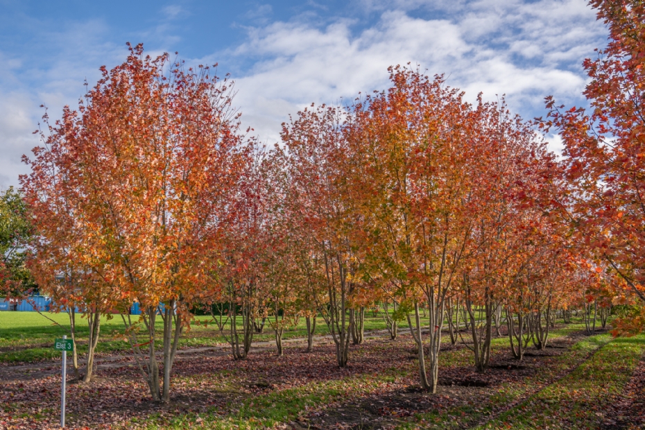 <i>Acer × freemanii</i> 'Autumn Blaze' <i>Acer × freemanii</i> 'Autumn Blaze'