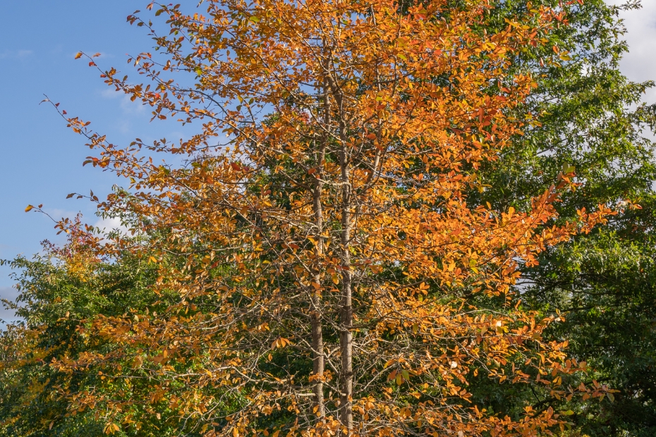 <i>Nyssa sylvatica</i> <i>Nyssa sylvatica</i>