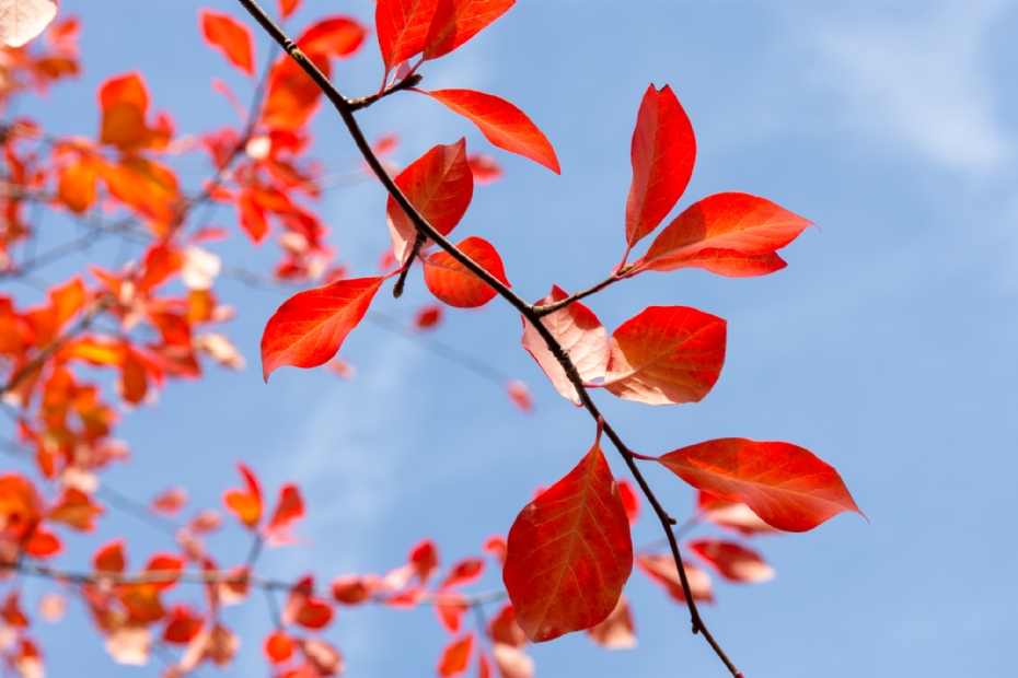 Bladdetail: spectaculaire kleuren van dieprood, oranjerood en paars Bladdetail: spectaculaire kleuren van dieprood, oranjerood en paars