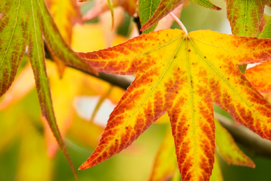 Detail herfstblad: prachtige herfstkleuren van de bladeren, variërend van geel tot oranje en diep roodviolet Detail herfstblad: prachtige herfstkleuren van de bladeren, variërend van geel tot oranje en diep roodviolet