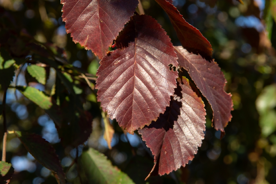 Detail: scharlakenrode herfstkleur en produceert in september kleine bloemen Detail: scharlakenrode herfstkleur en produceert in september kleine bloemen