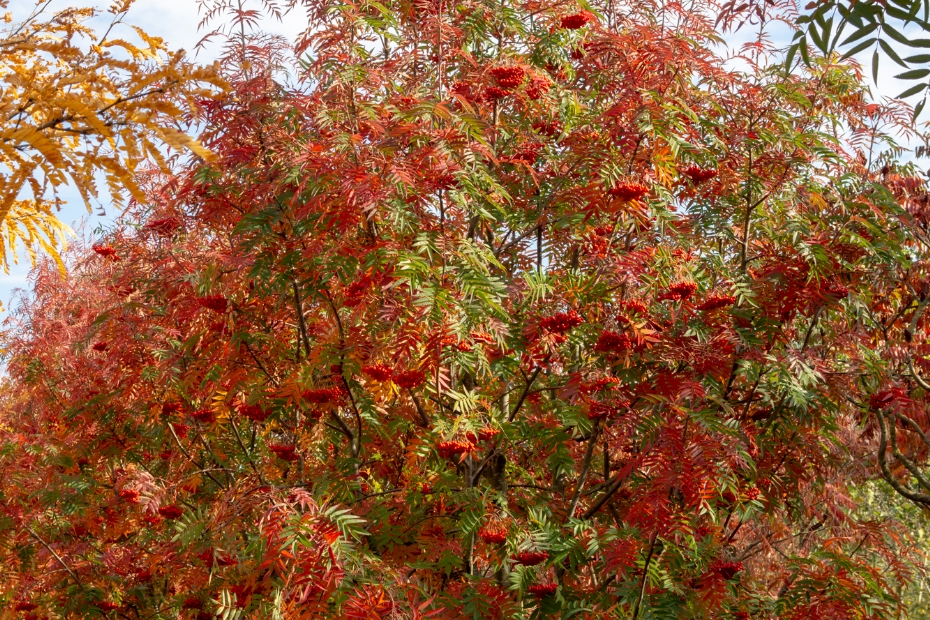<i>Sorbus Dodong</i> <i>Sorbus Dodong</i>