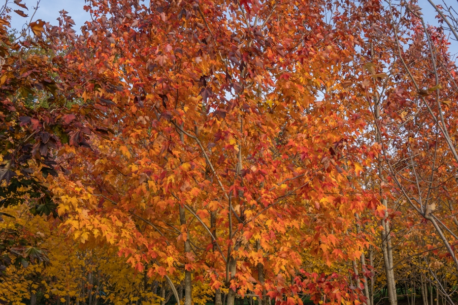<i>Acer rubrum</i> 'Scanlon' <i>Acer rubrum</i> 'Scanlon'