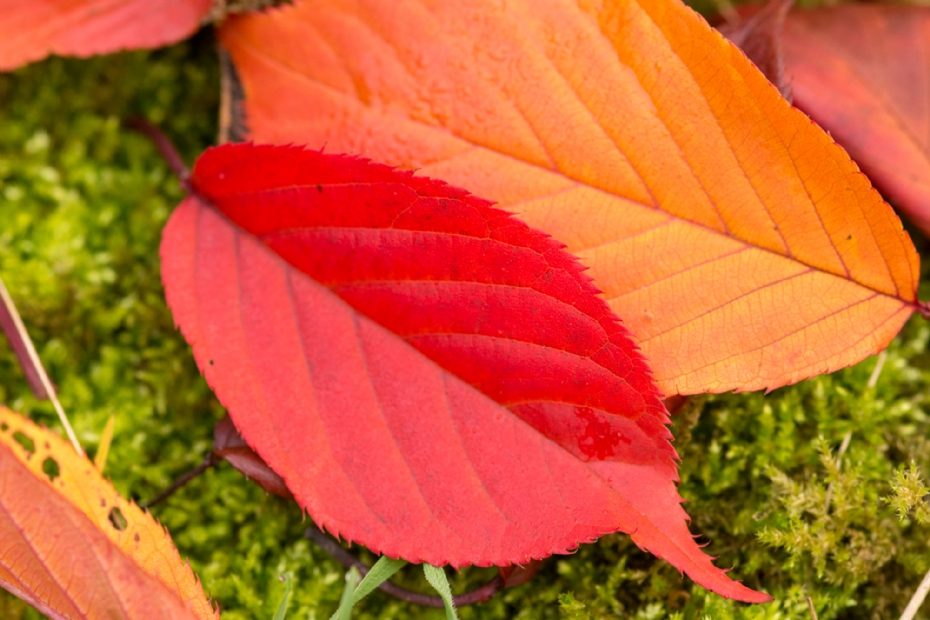 Detail: vlammend roodoranje herfstblad Detail: vlammend roodoranje herfstblad