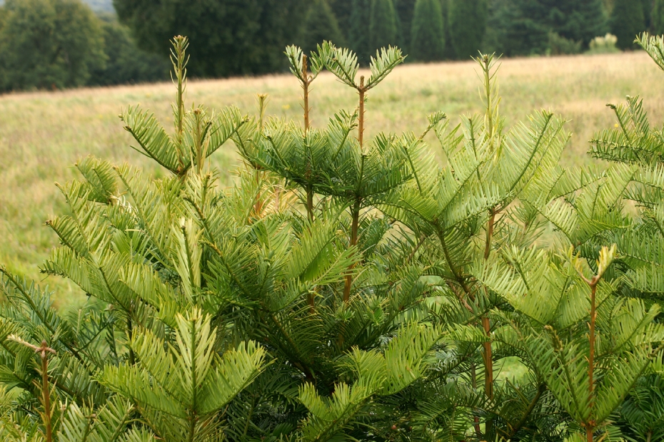 <i>Cephalotaxus harringtonii</i> 'Sphaeralis' <i>Cephalotaxus harringtonii</i> 'Sphaeralis'