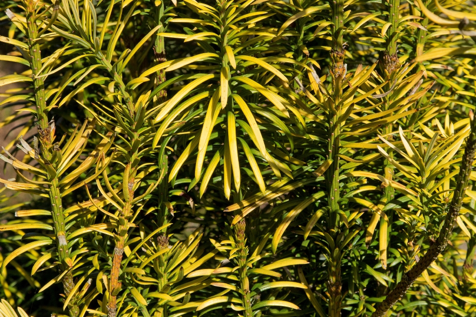 <i>Cephalotaxus harringtonii</i> 'Korean Gold' <i>Cephalotaxus harringtonii</i> 'Korean Gold'