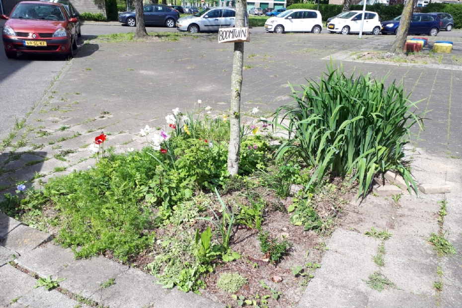 Een bescheiden 'boomtuintje', omgeven door verharding Een bescheiden 'boomtuintje', omgeven door verharding