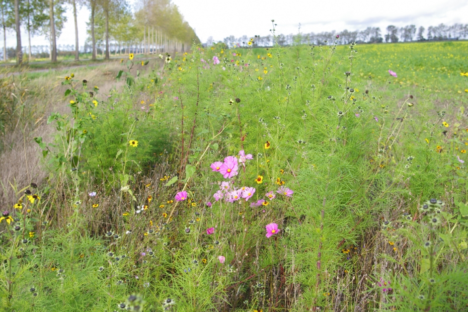 Natuurvriendelijke akkerranden bevorderen de biodiversiteit