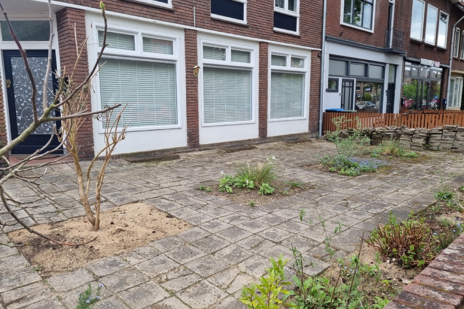 En nog een versteende voortuin in Nijmegen-Oost, in hetzelfde huizenblok als de hoofdfoto, al zijn hier alvast wat tegels verwijderd en is er op die plekken beplanting aangebracht En nog een versteende voortuin in Nijmegen-Oost, in hetzelfde huizenblok als de hoofdfoto, al zijn hier alvast wat tegels verwijderd en is er op die plekken beplanting aangebracht