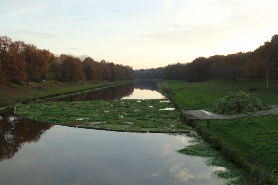 Grote Waternavel in het Drongelens Kanaal Grote Waternavel in het Drongelens Kanaal