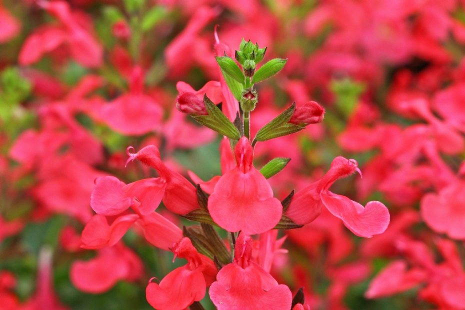 <i>Salvia</i> 'Flammenn'