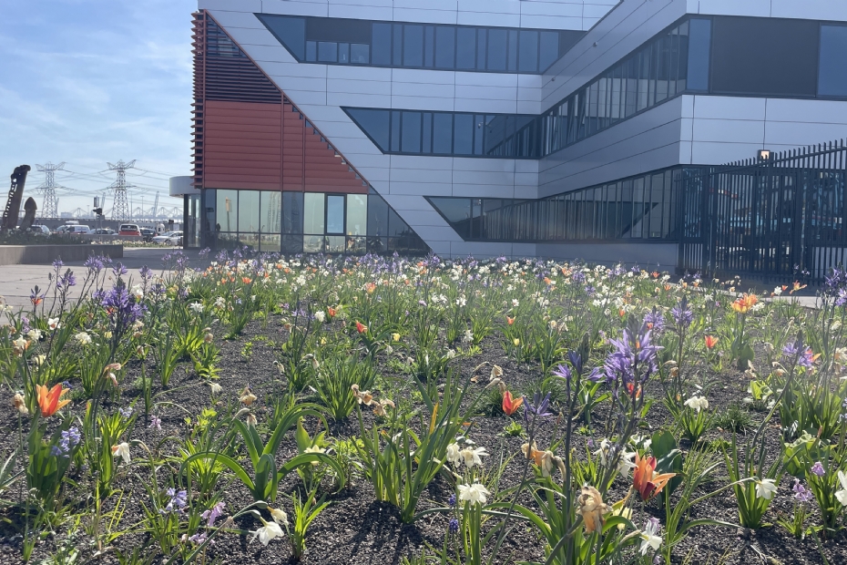 Na de laatste bloei van de bloembollen neemt de prairiebeplanting het over. Dan ontstaat er weer een heel ander beeld. Na de laatste bloei van de bloembollen neemt de prairiebeplanting het over. Dan ontstaat er weer een heel ander beeld.