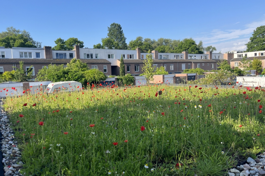 Foto: © Dakbloemenweide BV – gerealiseerde dakbloemenweide (Maastricht, 2024)