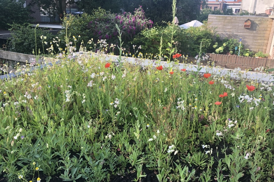 Foto: © Dakbloemenweide BV – gerealiseerde dakbloemenweide in Zwolle Foto: © Dakbloemenweide BV – gerealiseerde dakbloemenweide in Zwolle