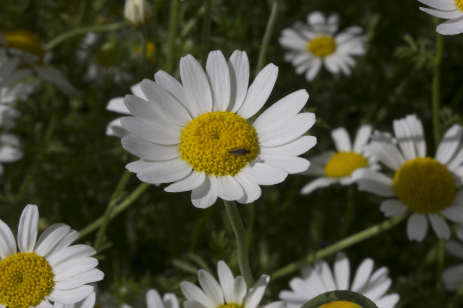 Zo wijkt een margrietje uit Zuid-Frankrijk genetisch af van een margrietje uit Drenthe. Zo wijkt een margrietje uit Zuid-Frankrijk genetisch af van een margrietje uit Drenthe.