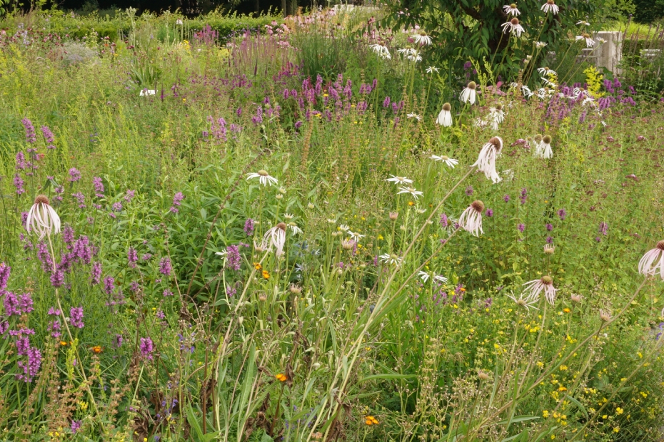 Gebruikers van Wildissimo melden volgens Terpstra een duidelijke toename van insectenrijkdom en biodiversiteit Gebruikers van Wildissimo melden volgens Terpstra een duidelijke toename van insectenrijkdom en biodiversiteit