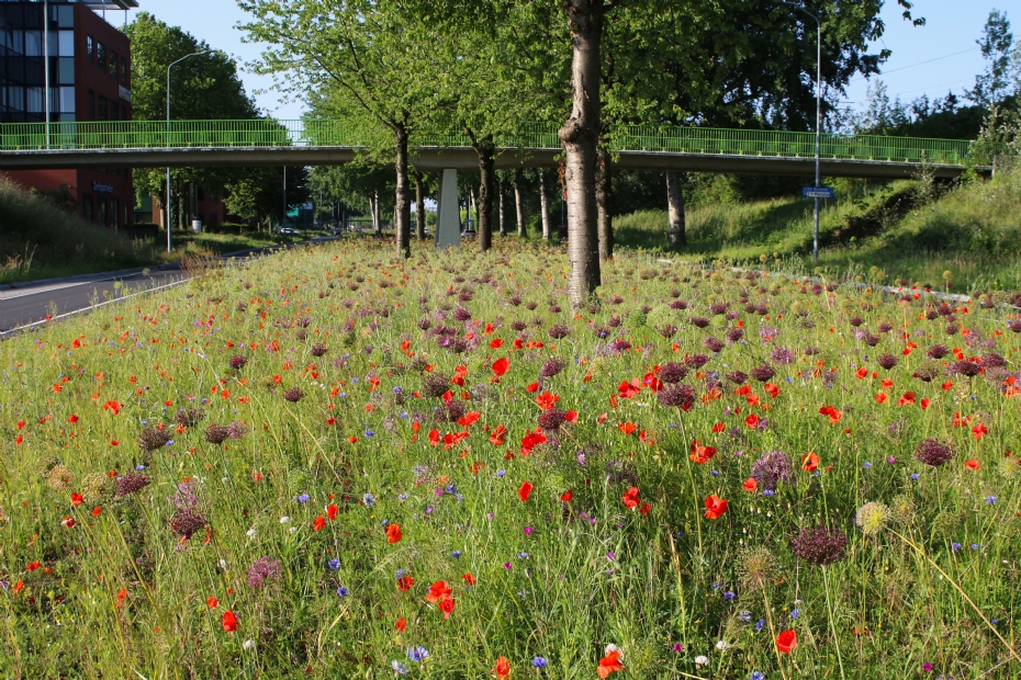 In het eerste jaar zorgen de eenjarige soorten, zoals klaproos, voor directe bloei In het eerste jaar zorgen de eenjarige soorten, zoals klaproos, voor directe bloei