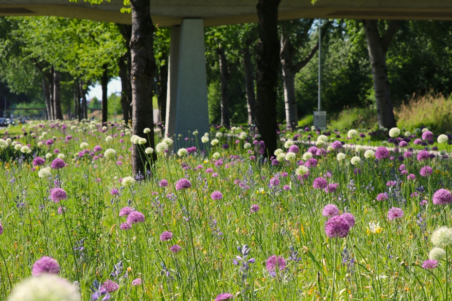 De omschakeling naar bloemrijke bermen vraagt om ander beheer. In plaats van regelmatig maaien, werkt de gemeente nu met gefaseerde maaimomenten De omschakeling naar bloemrijke bermen vraagt om ander beheer. In plaats van regelmatig maaien, werkt de gemeente nu met gefaseerde maaimomenten