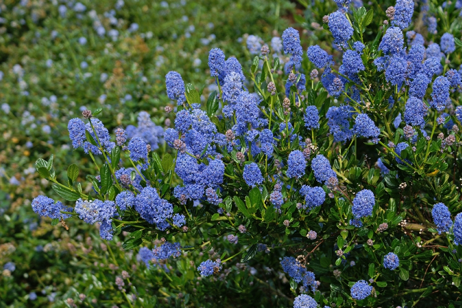 Ceanothus impressus Victoria