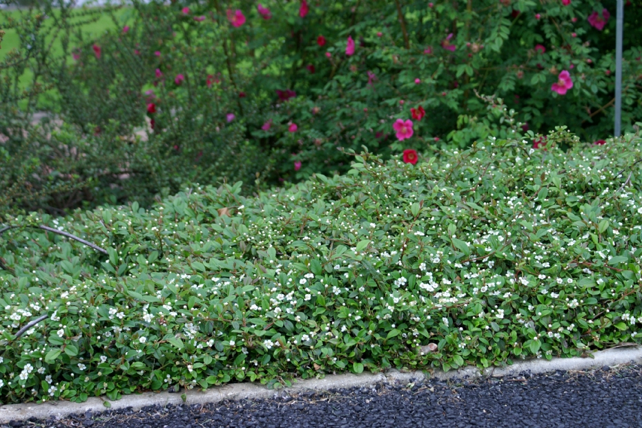 Cotoneaster dammeri Mooncreeper
