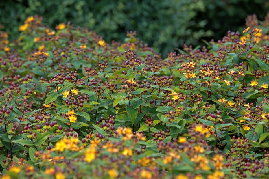 Hypericum inodorum Black Gem (Kolmuni)