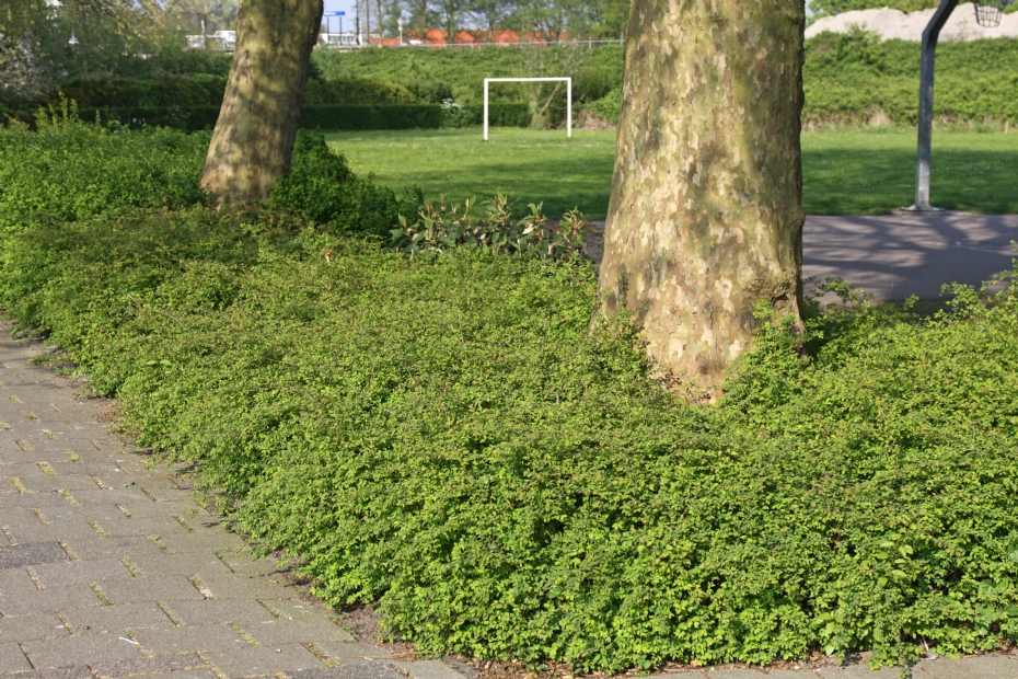 Symphoricarpos chenaultii Hancock Symphoricarpos chenaultii Hancock