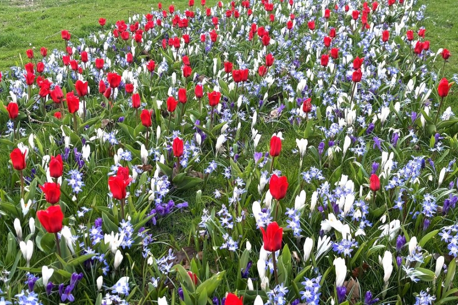 Koninklijk Bloei Koninklijk Bloei