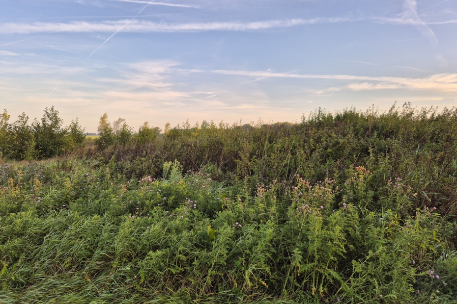 De ruigte van fase 1 is op dit beeld goed te zien De ruigte van fase 1 is op dit beeld goed te zien