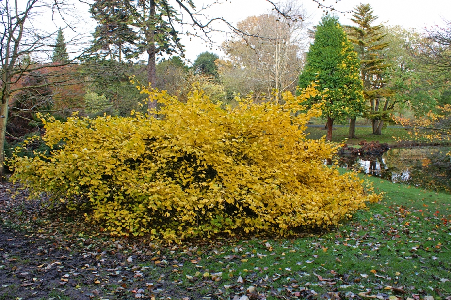 Ginkgo biloba Horizontalis