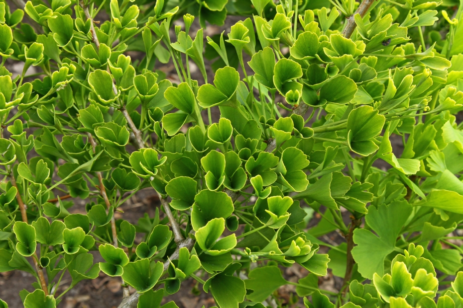 Ginkgo biloba Tubifolia