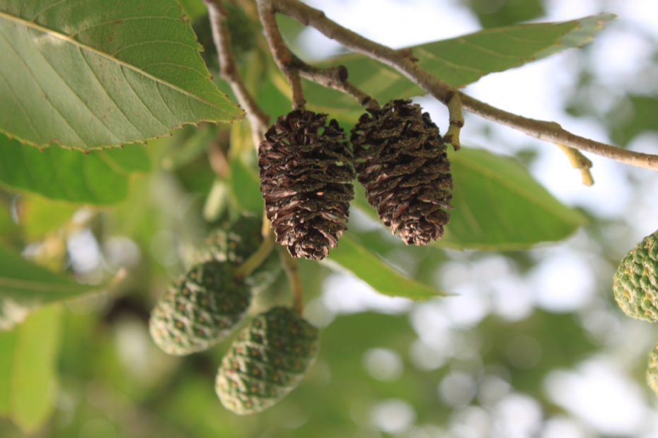<i>Alnus x spaethii</i> 'Spaeth', vruchten