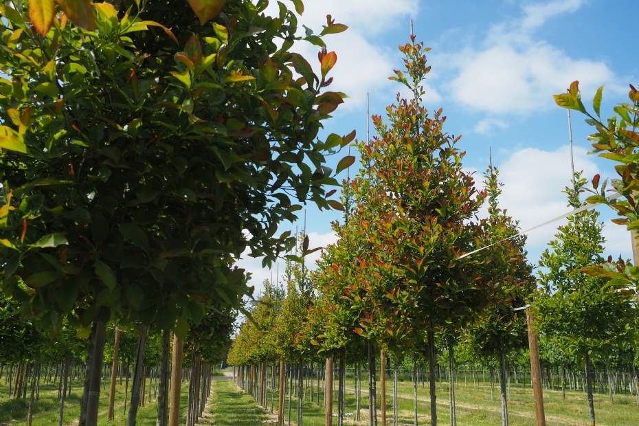 <i>Nyssa sylvatica</i> 'Wildfire'