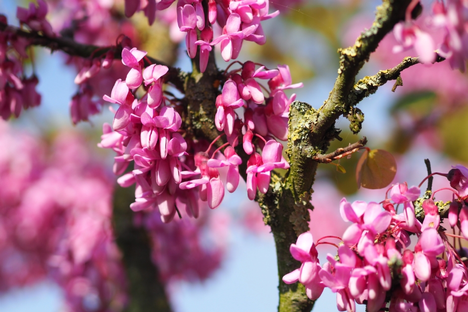 <i>Cercis siliquastrum</i> in bloei <i>Cercis siliquastrum</i> in bloei