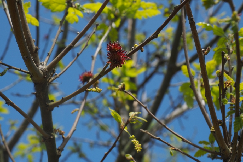 <i>Quercus cerris</i> 'Marvellous', bloem