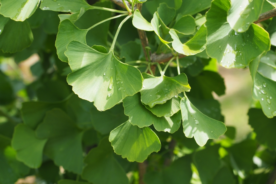 <i>Ginkgo biloba</i> 'Obelisk', blad