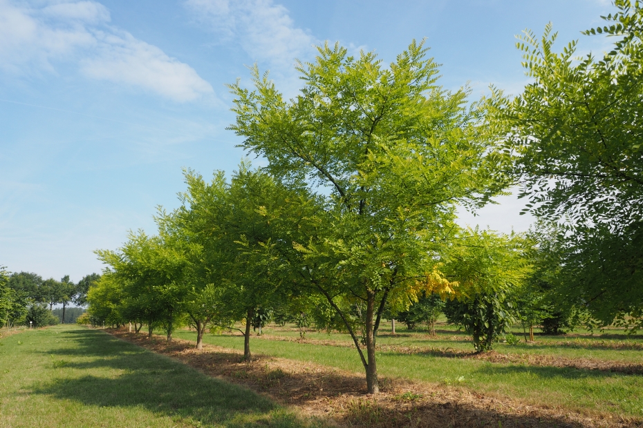 <i>Styphnolobium japonicum</i> <i>Styphnolobium japonicum</i>