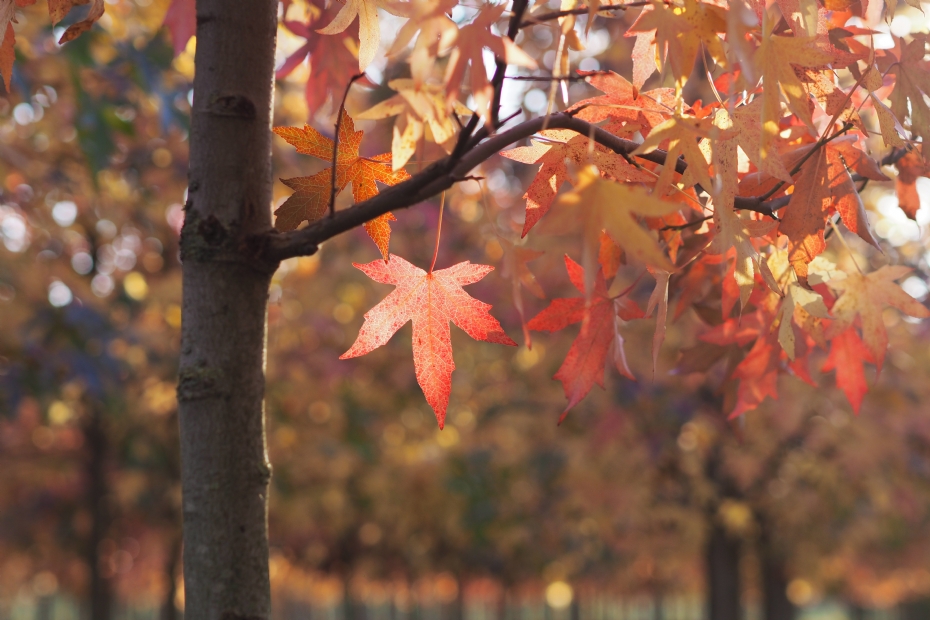 <i>Liquidambar styraciflua</i> 'Worplesdon', herfstkleuren <i>Liquidambar styraciflua</i> 'Worplesdon', herfstkleuren