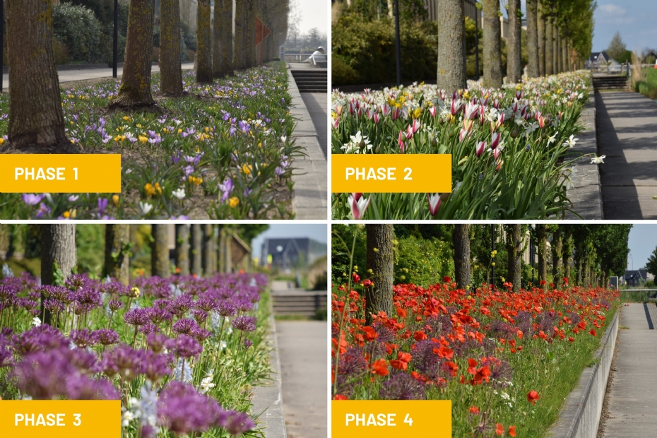 Groeifasen van The Vibrant Verge van JUB Holland