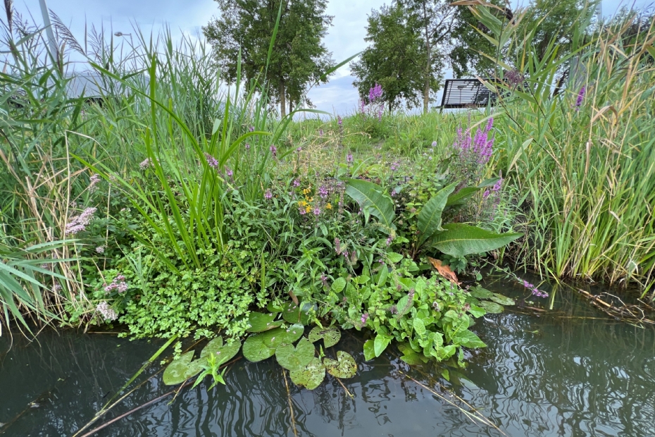 De beplanting is inmiddels zó goed aangeslagen dat de eco-schanskorven niet meer te zien zijn.
