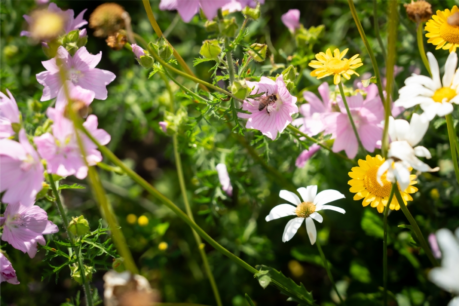 Living Landscape in Alkmaar