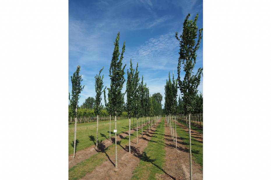 <i>Ulmus</i> 'Columella' <i>Ulmus</i> 'Columella'