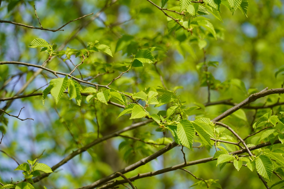 <i>Ulmus</i> 'San Zanobi'