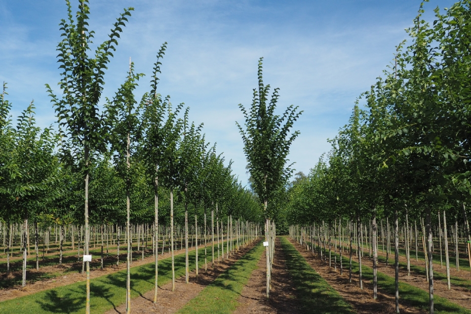 <i>Ulmus</i> 'Wanoux' (Vada) <i>Ulmus</i> 'Wanoux' (Vada)