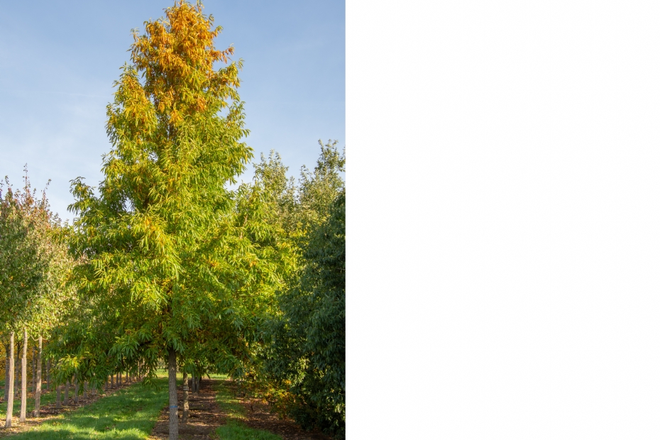 <i>Quercus accutisima</i> <i>Quercus accutisima</i>