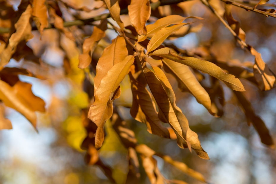 <i>Quercus imbricaria</i>