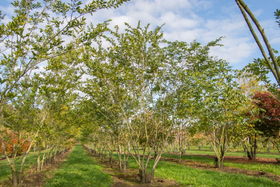 <i>Celtis sinensis</i>