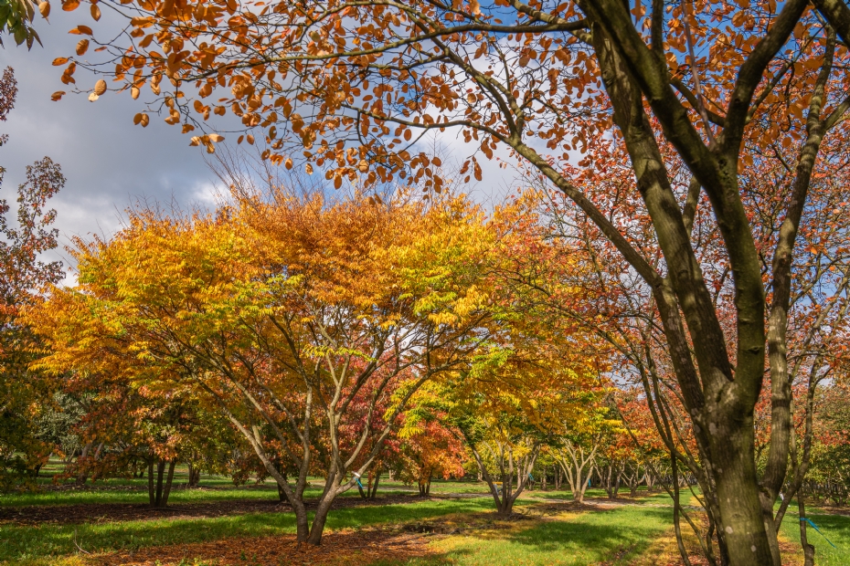 <i>Zelkova serrata</i> <i>Zelkova serrata</i>